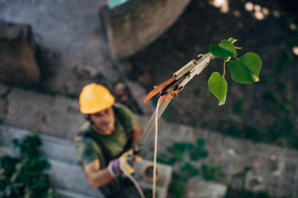 Best Tree Trimming Near Me  in South Valley, NM